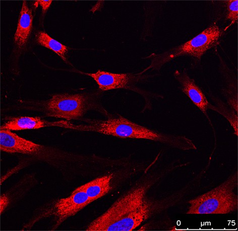 Immagini al microscopio